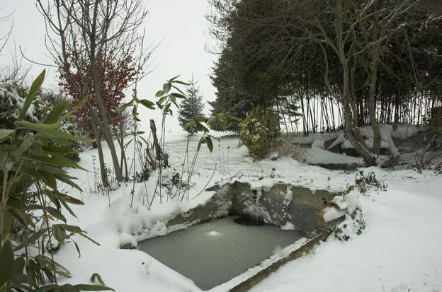 sasa palmata et nigra Sous la neige en janvier 2010 ; en mars il neige à nouveau et les sasa se couchent complétement.