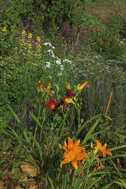 Massif rose 2010 Hunter's Torch et Cart Wheels.