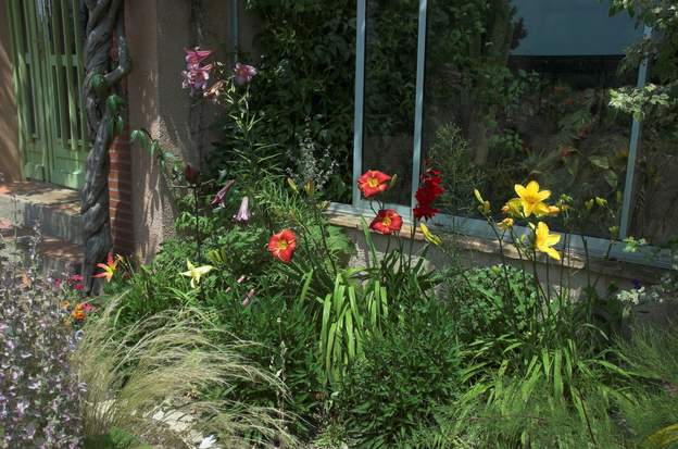 devant la serre 2011