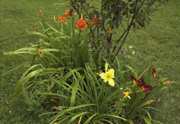 massif de Coline 2011 Au début de l'année, Martine a ajouté des sauges.