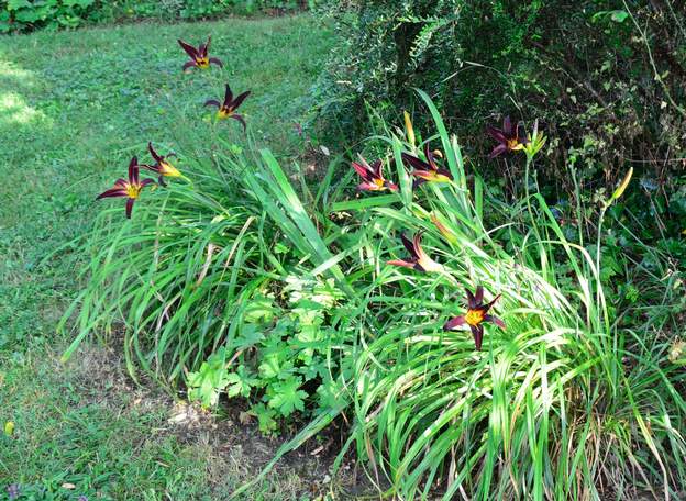 American Revolution 1 Vient de Lorraine, planté vers 2005. Il s'est bien développé dans ce coin.