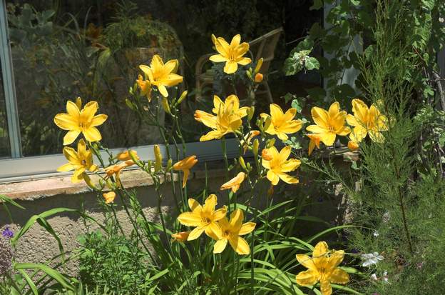 Burning Delight 1 Acheté en 2008 (juillet), un jaune très pétant, une grande tige, alors il est devant la serre, on le voit de la maison, il rafraichit l'atmosphère au moment où...