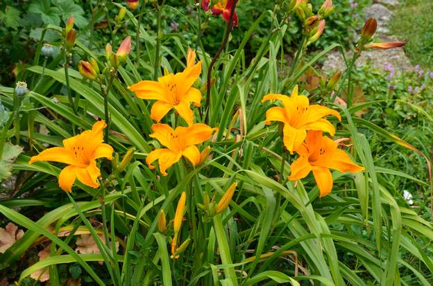 Cart Wheels 1 un bel orange doré qui pète bien. Comme il fleurit tard et longtemps, il est dans le massif ex-rose, à côté des pivoines. Juillet 2008.