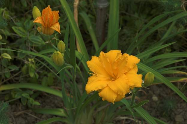 Condilla 1 achat juillet 2010