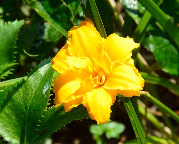 Condilla 2018 07 24 Floraison fin juillet dans le massif d'Aurore.