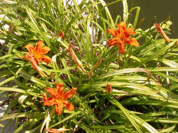 Fulva 'Flore Pleno' 1 Un orange double très vigoureux, ça fait plaisir. Aussi nommée Kwanso. C'est une tétraploide (44 chromosomes) au cas où vous demanderiez. Depuis 20 ans dans le...