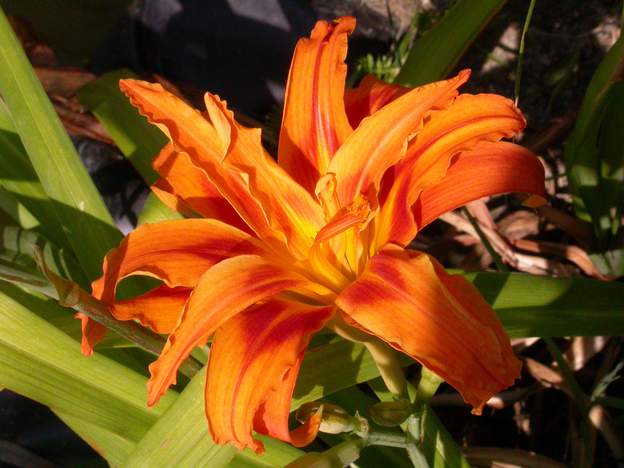 Fulva 'Flore Pleno' 2