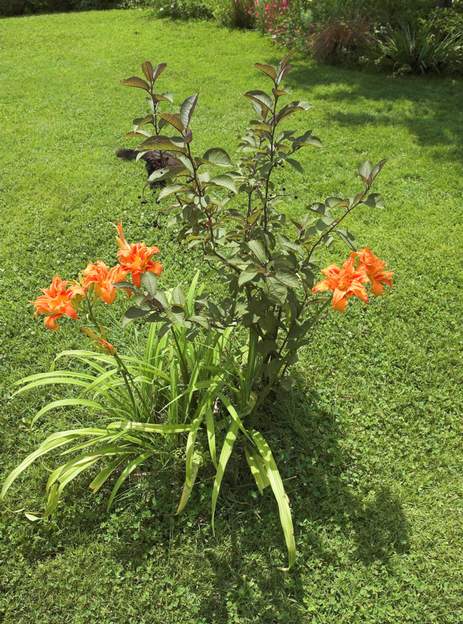 Fulva 'Flore Pleno' 3 Encore lui, on l'utilise beaucoup parce qu'il est à la fois beau et solide ! admirez l'accord avec les feuilles violettes du prunus (qui lui-même est un rappel...