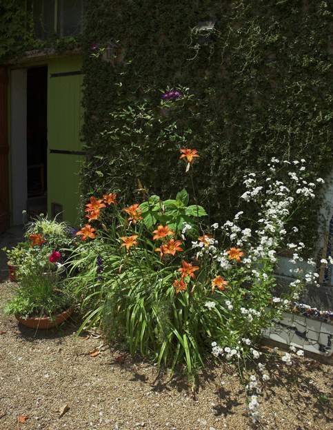 Fulva 1 Un des plus anciens, sa fleur n'est pas extraordinaire, mais il fleurit longtemps, vigoureusement et se mélange bien aux fleurs environnantes.
