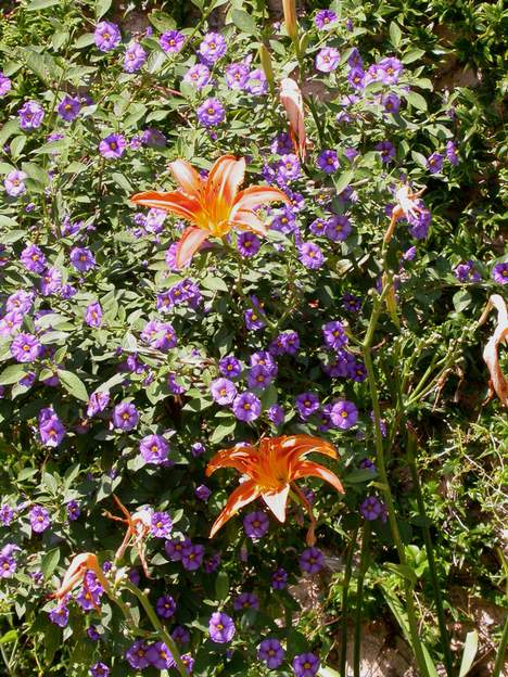 Fulva 2 y compris à travers le solanum qui fleurit vigoureusement dans un pot.