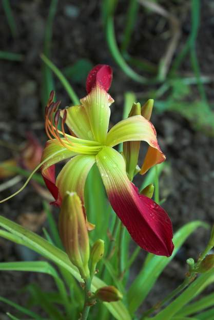 Hot Wheels 2 Juillet 2009