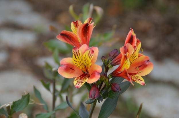 Alstromeria 'Indian Summer' 2020 Ce lis des incas est une variété récente qui offre des fleurs aux tons flamboyants, très nombreuses et de mai à octobre !