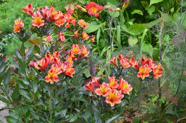Alstromeria 'Indian Summer' 2026 Elle s'étend peu à peu, il est temps de la dupliquer.