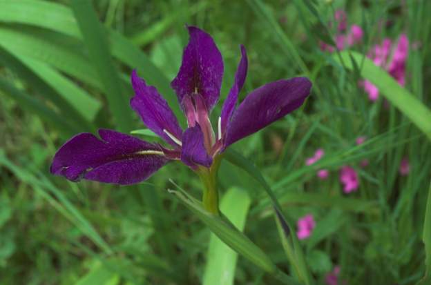 chrysographe 2008 C'est un iris botanique. Contre le mur nord actuellement (2013)