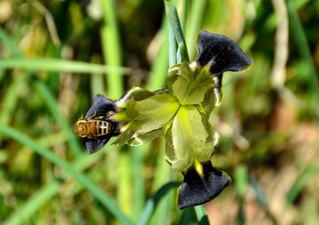 hermodactylus tuberosus 2014 03