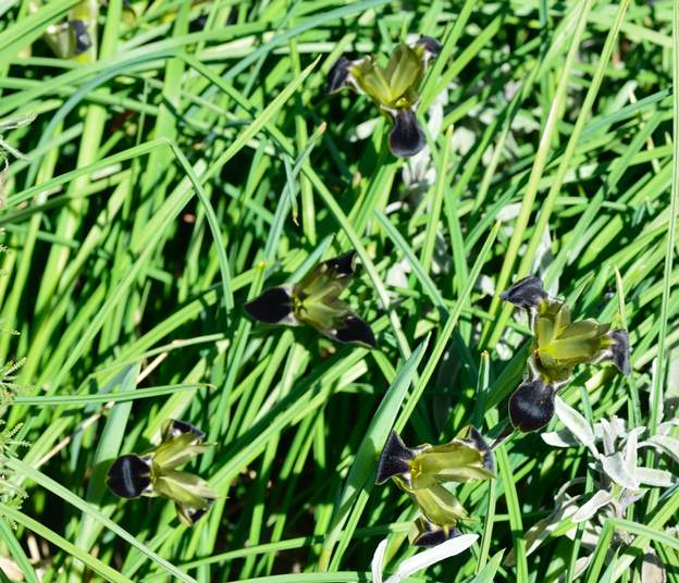 hermodactylus tuberosus 2014 Tête de serpent . C'est une espèce protégée dans la nature, qui, chez nous, est carrément envahissant dans une rocaille un peu sèche. il fait des milliers de...