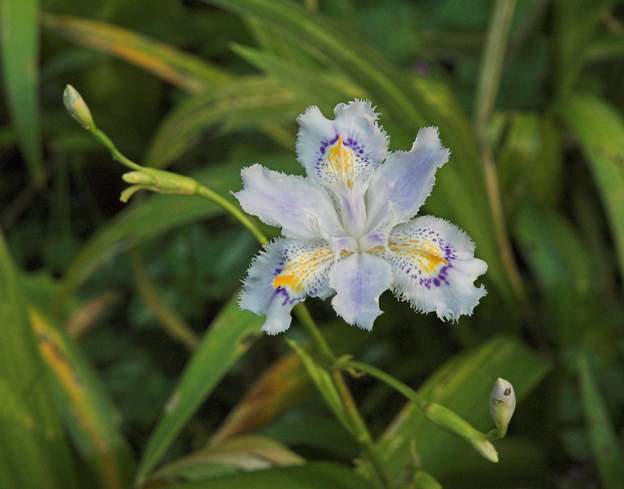 japonica 2007 Il a une fleur ravissante. Adoré des limaces.