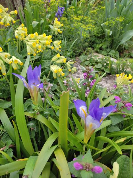 lazica 2025 03 28 (1) Acheté chez Surguet 1/5/2022