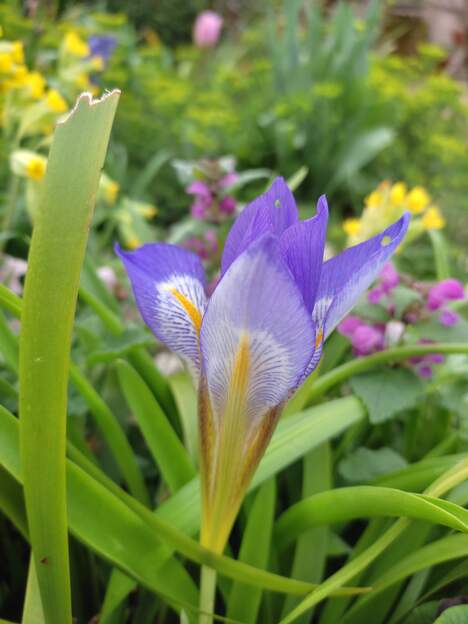 lazica 2025 03 28 (2)