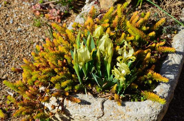 lutescens 2013 très très nain, 5 cm de haut max, c'est l' Iris de garrigue , celui qui garde ses feuilles en hiver. Importé de l'Hérault.