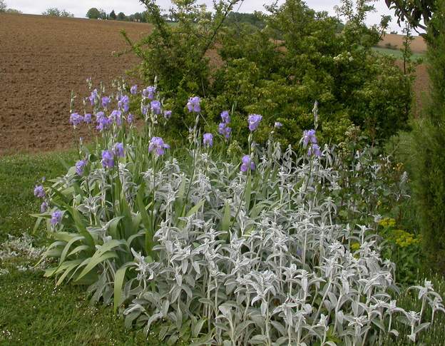 pallida 2006 L' iris de Florence dont la racine servait à faire une poudre pour la peau et est utilisée dans les parfums, en particulier pour imiter l'odeur de la violette....