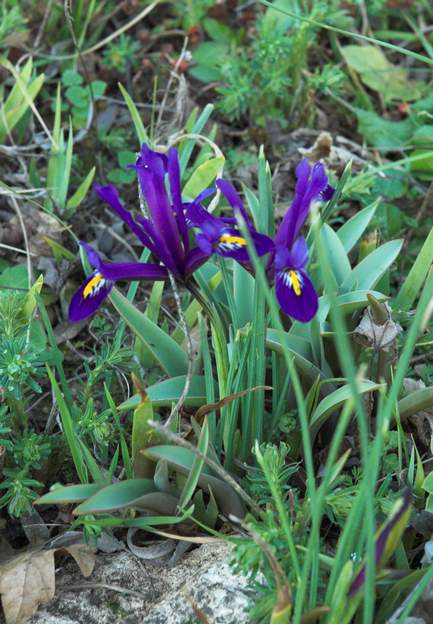 reticulata 'Harmony' 1