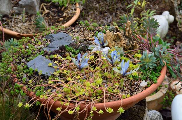 reticulata 'Katharin Hodjkin' 2018 01 (1)