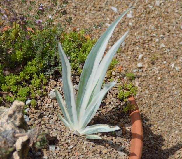 Pallida 'Argentea Variegata' 2016 En avril 2016 nous trouvons une variante argentée de cet iris aux feuilles bicolores. Mis en pot, à voir…