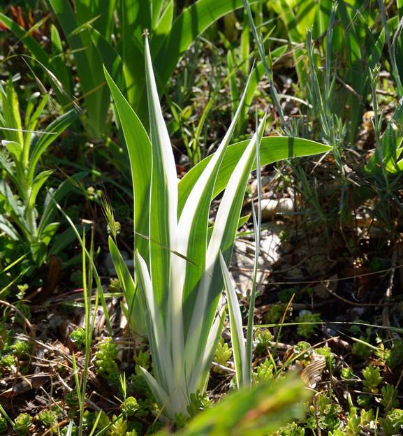 Pallida 'Argentea Variegata' 2019