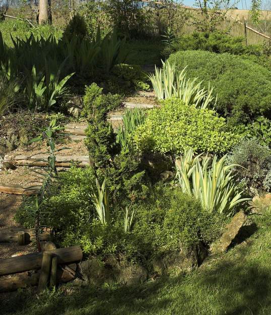 Pallida variegata 1 même fleur que le pallida normal. Il est moins florifère et moins vigoureux. En fait, seules les feuilles sont vraiment intéressantes pour illuminer un coin....