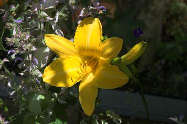 Les hémerocalles Quand on a commencé le jardin, on a juste mis quelques uns de ces "lys d'été", les plus répandus, comme "Stella di Oro"....