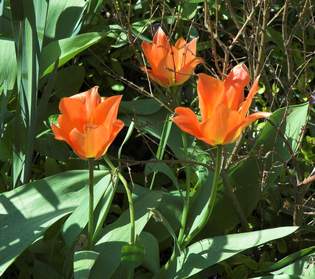 Les tulipes Au printemps de nombreuses tuliees fleurissent, elles passent sans difficulté à travers les couvre-sols, comme les...
