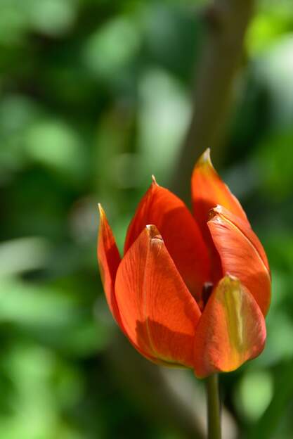 botanique linifolia 0225 04 Cette tulipe botanique est dans le barrage du vallon, abritée du soleil par le grand Banks, bien trop, du coup elle ne fleurit pas.