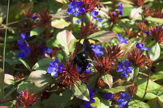 Ceratostigma plumbaginoides 1 En été, il se couvre de petites fleurs bleues.