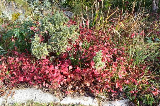 Ceratostigma plumbaginoides 2 Très joli rouge en automne.