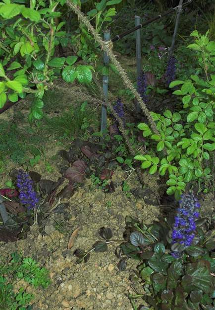 Ajuga reptans Celle-ci est particulièrement jolie, un feuillage très sombre, des fleurs bien bleues : le pied mère est à droite. Il s'est developpé, Martine a pris des petits...