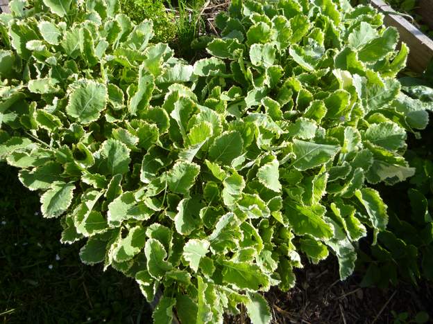 Brassicae oleracea var acephala le choux de Daubenton est un chou perpétuel, excellent couvre-sol et tout à fait mangeable.