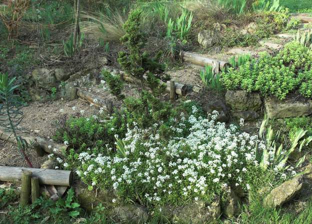 Arabis fernandii 'Coburgi' Fleurit très tôt au printemps, et protège parfaitement le pied des conifères de rocaille