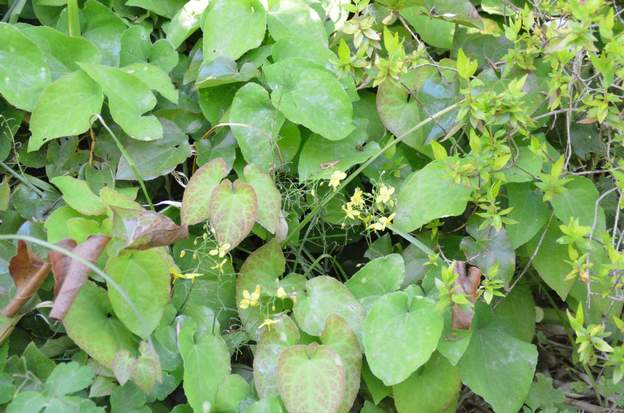 Epimedium x versicolor ‘Sulphureum’ 2018 04 Bon couvre-sol.
