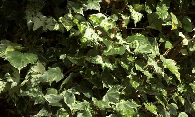 Hedera helix (1) Itou, petites feuilles panachées ; sa spécialité est d'avoir à la fois des feuilles panachées argent et d'autres dorées. Bon couvre-sol, pas très violent,...