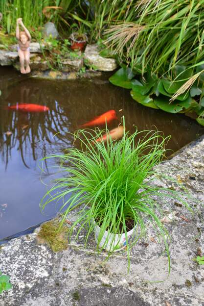 Cyperus alternifolius 'Zumula' 2025 09