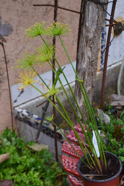 Cyperus prolifer 'Little Prince' Petit papyrus, il aime le plein soleil. On verra !