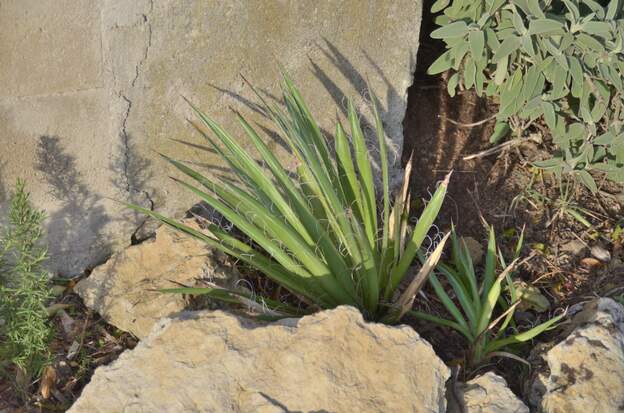 Agave filifera 2025 11 En pleine terre contre la terrasse sud. Échangé à Vallègue.