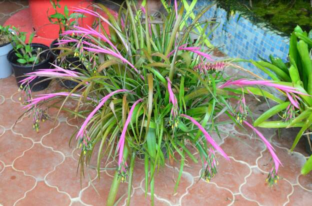 Billbergia nutans 2025 02