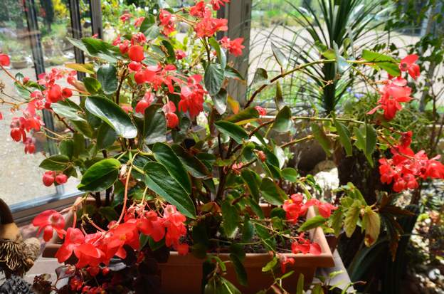 Les bégonias Description d'un jardin près de Toulouse