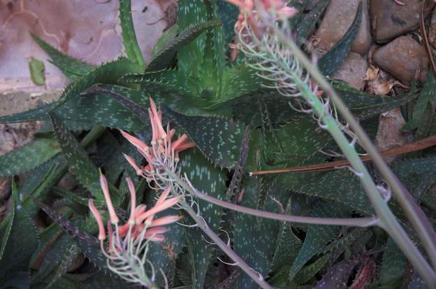 Aloe saponaria 2009 05