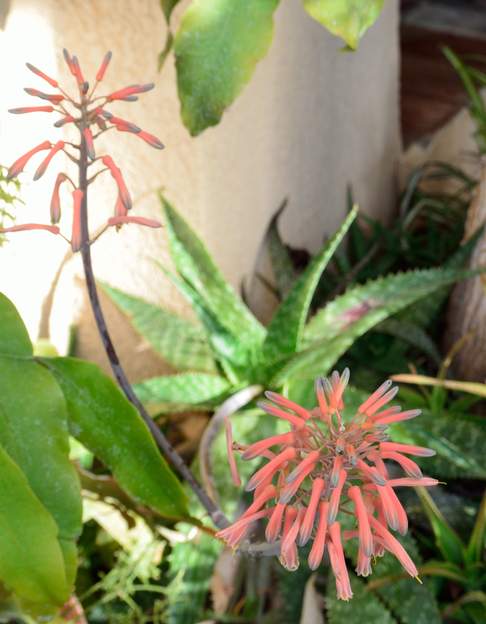 Aloe saponaria 2020 04