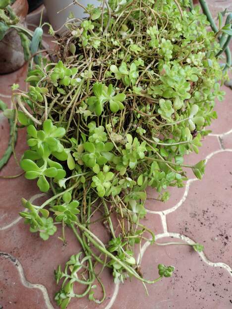 Sedum kimnachii 2025 04 Vient des échanges de Vallègue. D'après Internet il devrait tenir dehors !