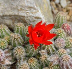 les autres Ceraines de ces plantes sont en pleine terre dedans, mais d'autres sortent en été.