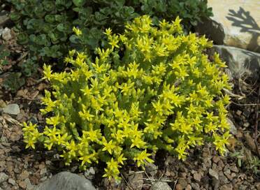 les sedum Certains de ces sédums poussent en liberté dans le jardin car ils ne craignent pas le froid. Par exemple les...